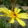 Chrysanthemum_frutescens_cornish_gold__cserjes_margitvirag-005_1730068_2031_t