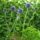 Echinops_bannaticus_blue_glow__szamarkenyer-001_1730062_5698_t