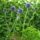 Echinops_bannaticus_blue_glow__szamarkenyer-001_1730062_5698_t