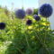 Echinops bannaticus `Blue Glow' - Szamárkenyér