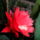 Epiphyllum_ackermannii__levelkaktusz_1730070_5530_t