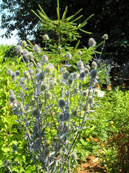 Eryngium campestre - Mezei iringó