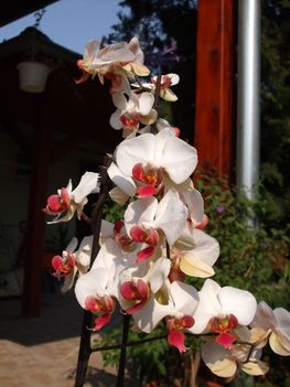feleségem orhideái 