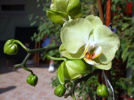 feleségem orhideái 1 DSCF0094