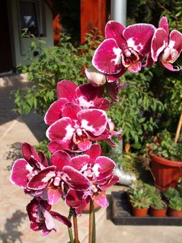 feleségem orhideái 2 DSCF0097