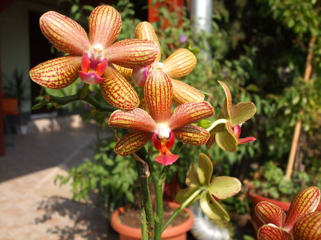 feleségem orhideái 4 DSCF0104
