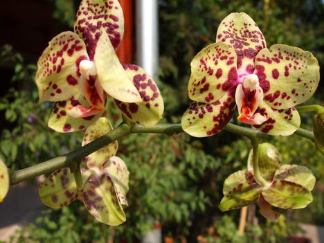 feleségem orhideái 7 DSCF0114