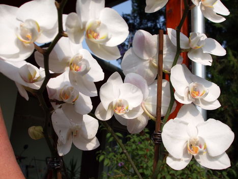 feleségem orhideái 8 DSCF0118