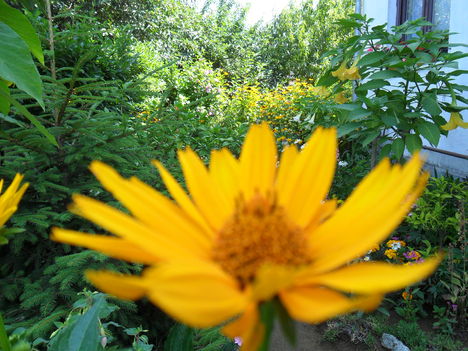 Helianthus rigidus -  Érdeslevelű napraforgó