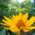 Helianthus_rigidus___erdeslevelu_napraforgo_1730085_9382_t