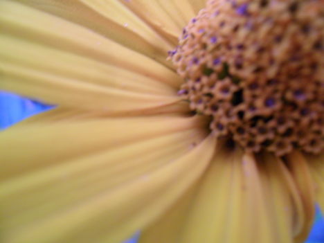 Helianthus rigidus (Érdeslevelű napraforgó)