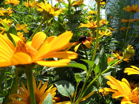 Helianthus rigidus (Érdeslevelű napraforgó)