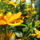 Helianthus_rigidus_erdeslevelu_napraforgo-002_1730088_8027_t