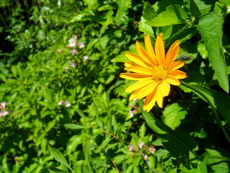 Helianthus rigidus (Érdeslevelű napraforgó)