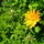 Helianthus_rigidus_erdeslevelu_napraforgo-003_1730084_5207_t