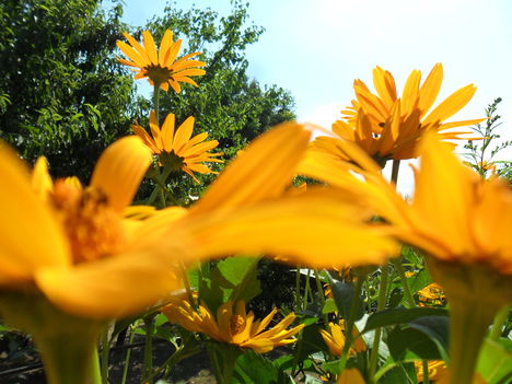 Helianthus rigidus (Érdeslevelű napraforgó)