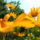 Helianthus_rigidus_erdeslevelu_napraforgo-004_1730083_8558_t