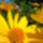 Helianthus_rigidus_erdeslevelu_napraforgo_1730090_7098_t