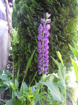 Lupinus polyphyllus - Évelő csillagfürt