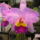 Orchidea_kiallitas__20090315-001_173153_36814_t