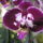 Orchidea_kiallitas__20090315-002_173152_88185_t