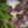 Orchidea_kiallitas__20090315-003_173151_86085_t