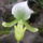 Orchidea_kiallitas__20090315-004_173150_79347_t