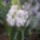 Orchidea_kiallitas__20090315-008_173146_14050_t