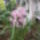 Orchidea_kiallitas__20090315-009_173145_19272_t