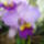 Orchidea_kiallitas__20090315-010_173144_61959_t