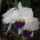 Orchidea_kiallitas__20090315-012_173142_32258_t