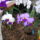 Orchidea_kiallitas__20090315-013_173141_53152_t