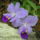 Orchidea_kiallitas__20090315-014_173140_40523_t