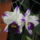 Orchidea_kiallitas__20090315-016_173138_26638_t