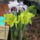 Orchidea_kiallitas__20090315-017_173137_82155_t