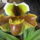 Orchidea_kiallitas__20090315-023_173130_56720_t