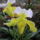 Orchidea_kiallitas__20090315-024_173129_97443_t