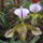 Orchidea_kiallitas__20090315-025_173128_51303_t