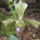 Orchidea_kiallitas__20090315-028_173125_53458_t
