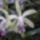 Orchidea_kiallitas__20090315-031_173122_56393_t