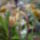 Orchidea_kiallitas__20090315-036_173117_65263_t