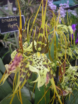Orchidea kiállítás - 2009.03.15.
