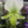 Orchidea_kiallitas__20090315-041_173112_16616_t