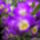 Orchidea_kiallitas__20090315-042_173111_37949_t