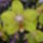 Orchidea_kiallitas__20090315-043_173110_92342_t