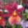 Orchidea_kiallitas__20090315-045_173108_64123_t