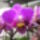Orchidea_kiallitas__20090315-046_173107_42264_t