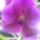 Orchidea_kiallitas__20090315-047_173106_24579_t