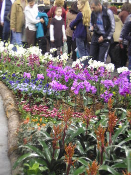 Orchidea kiállítás - 2009.03.15.