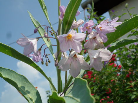 Solanum glaucophyllum - Ausztrál kék csengettyűvirág